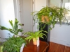 DSCN0739.JPG