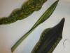 P1010197