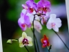 P1010236