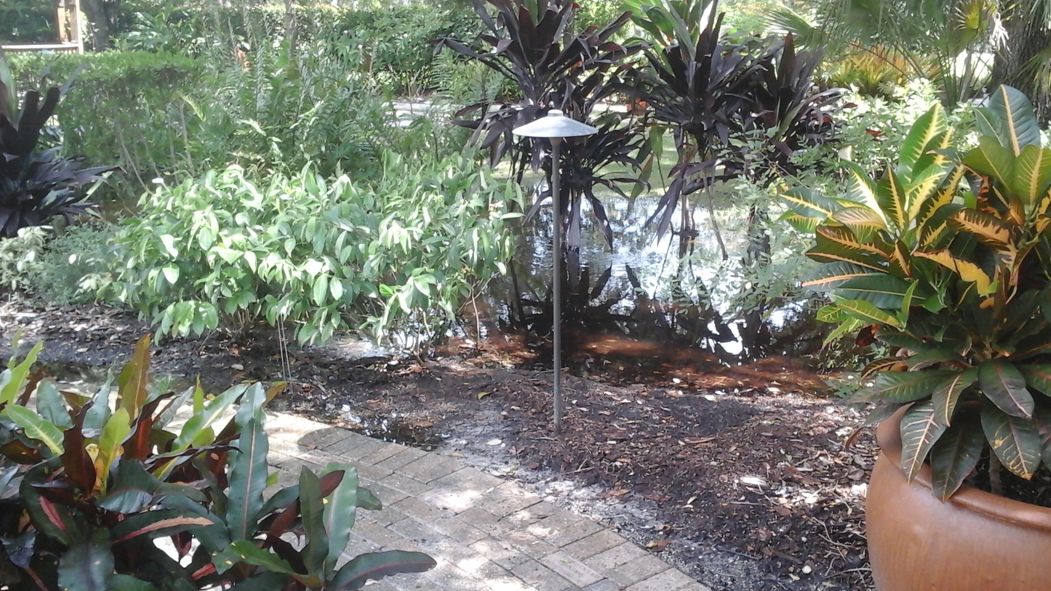 Standing water in garden