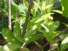 Fruit Tree