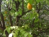 Starfruit